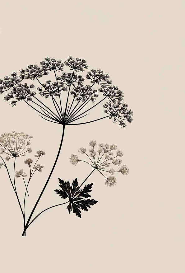 Elegance in Simplicity: Cow Parsley - Wall Art Print
